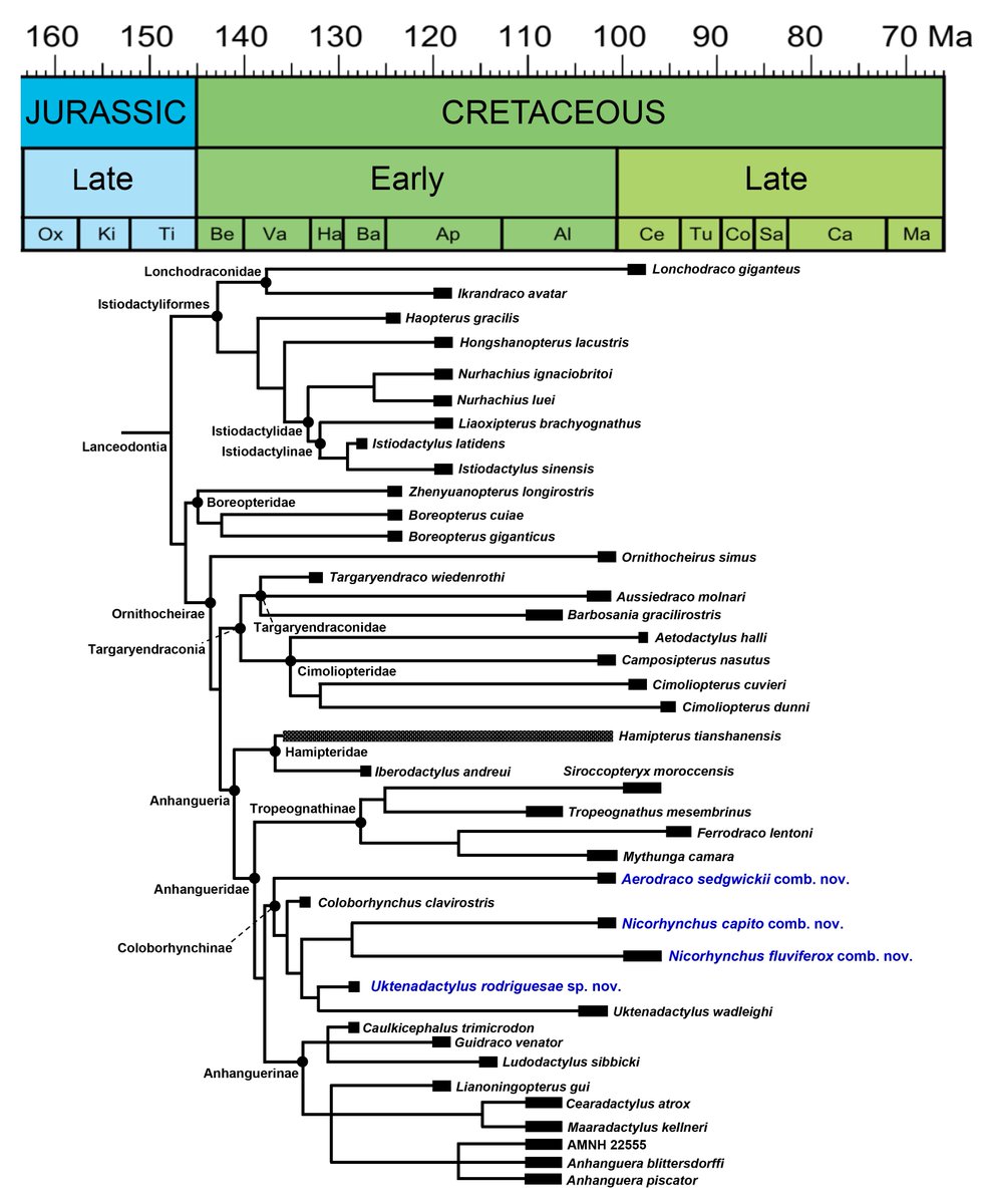 This bring us to our work, published in APP, where we reanalysed all coloborhynchine remains of the proposed members of the Coloborhynchinae/Coloborhynchus complex with new anatomical comparisons and a novel phylogeneticanalysis:  http://www.app.pan.pl/article/item/app007512020.html  #FossilFriday