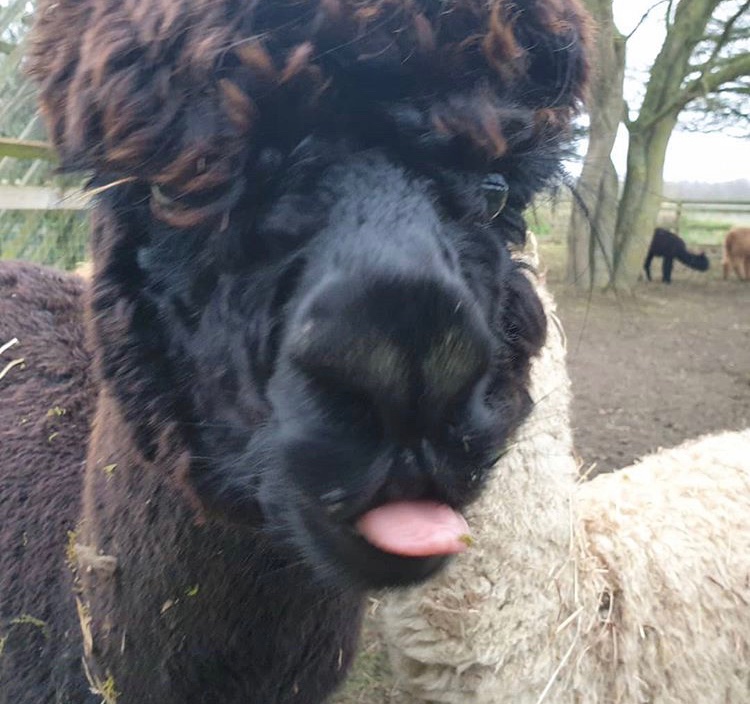 This alpaca’s Zoom froze at just the wrong moment