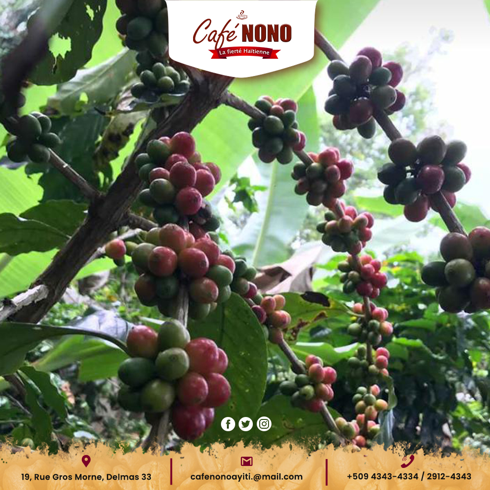 cafenonoayiti's tweet photo. De la cerise au grain de café : le café avant le café.
Café Nono ☕🇭🇹
#CafeNono #CafeNonoAyiti #Kafezansèt #Kafepeyi #PwodiksyonNasyonal
#MadeinHaiti #Coffee #café #Haiti #Haitiancoffee #SM509 https://t.co/s25yZRZ8FU