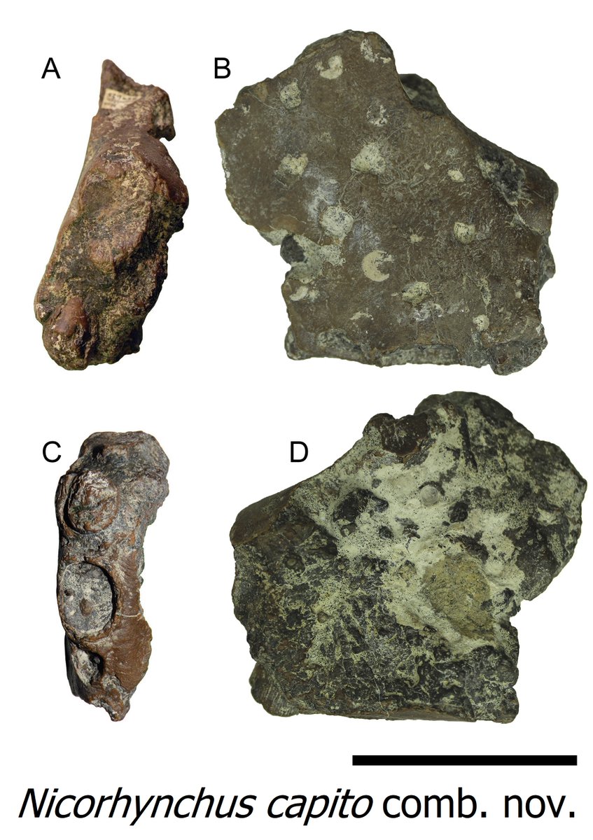 Our results allowed us to recover and more complex phylogenetic relationships within Coloborhynchinae, including two new genera: Aerodraco & Nicorhynchus  #FossilFriday