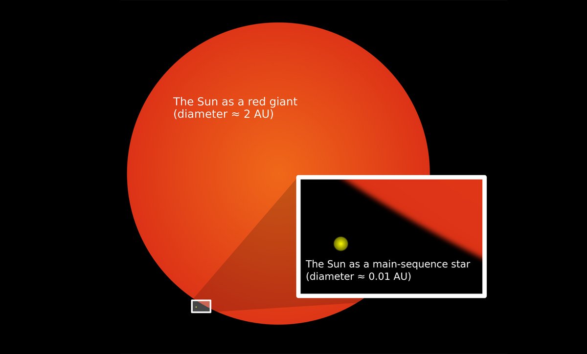 3/ It will also expand into a red giant. These kinds of stars are very, very big. Very. When the Sun gets all swole it'll be *100 - 200* times bigger than it is now. Possibly up to 350X.
