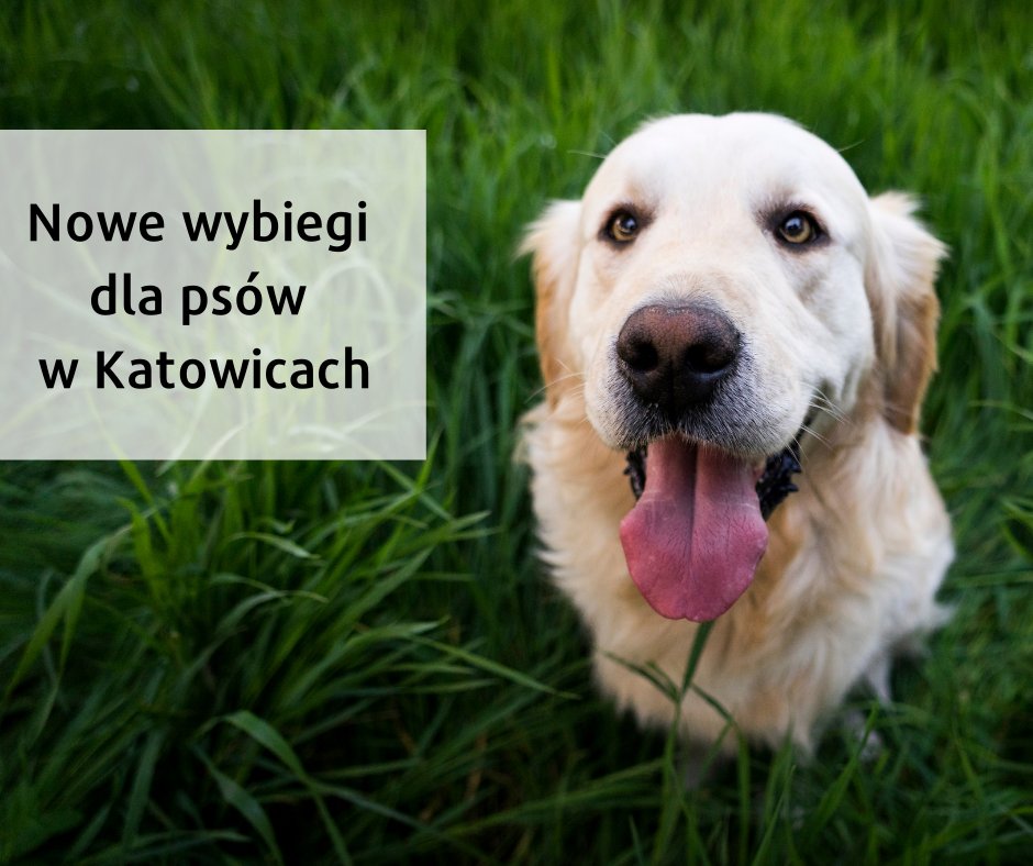 psiPARKpl's tweet photo. W Katowicach powstaną 4 nowe wybiegi dla psów 🌳🐕. Głosowali na nie mieszkańcy w tegorocznej edycji Budżetu Obywatelskiego. Sprawdź, gdzie powstaną nowe wybiegi:
👉https://t.co/5neldcyv0q
#katowice #wybiegidlapsów #budżetobywatelski https://t.co/g4mTvDFGdW