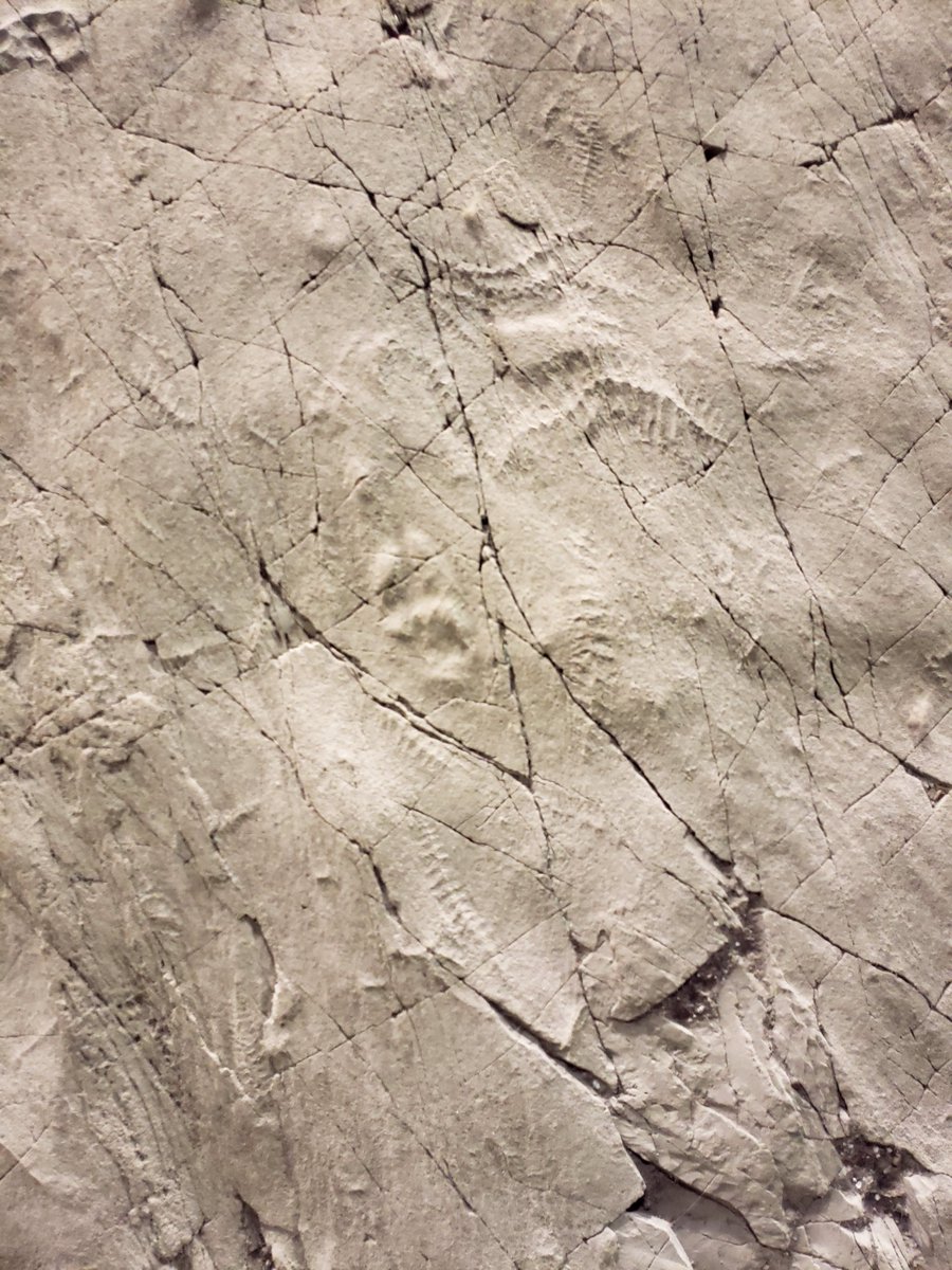 ResearchCasting's tweet image. Happy #scilitweek! This year focuses on #biodiversity. What better way to represent science, art and biodiversity then this #mistakenpoin cast! This world heritage site contains more then 10,000 unique fossil impressions. How many specimens can you find?