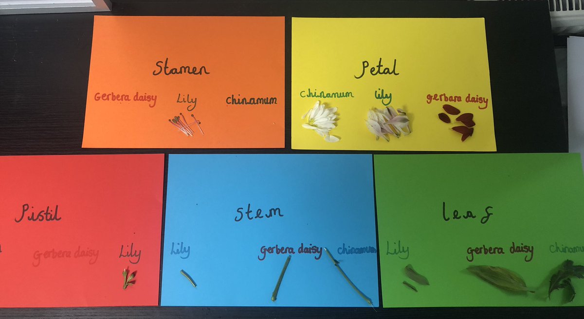 laurenrebeccas2's tweet photo. Had such a great session developing our science subject knowledge! Apologises to the mother-in-law for destroying her anniversary bouquet! 💐 🧪 🧫 🧬 #ILTT #traineeteacher #developingsubjectknowledge https://t.co/rw6AKtuP5z