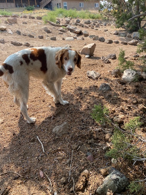 LegacyLabyrinth's tweet image. This is Fred.  Fred likes to walk Legacy Labyrinth #6 at Six Eagles Haven in Mesa, Colorado.  Be like Fred.
#Labyrinths #LabyrinthWalk #LegacyLabyrinth