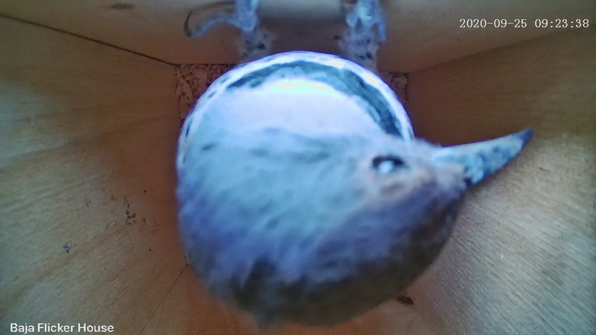 The drama intensifies! Just moments after I saw Red Mustache No Crescent drumming on a neighbor's chimney, another flicker showed up at the nest box.It's the third flicker - No Mustache No Crescent! A female red-shafted?