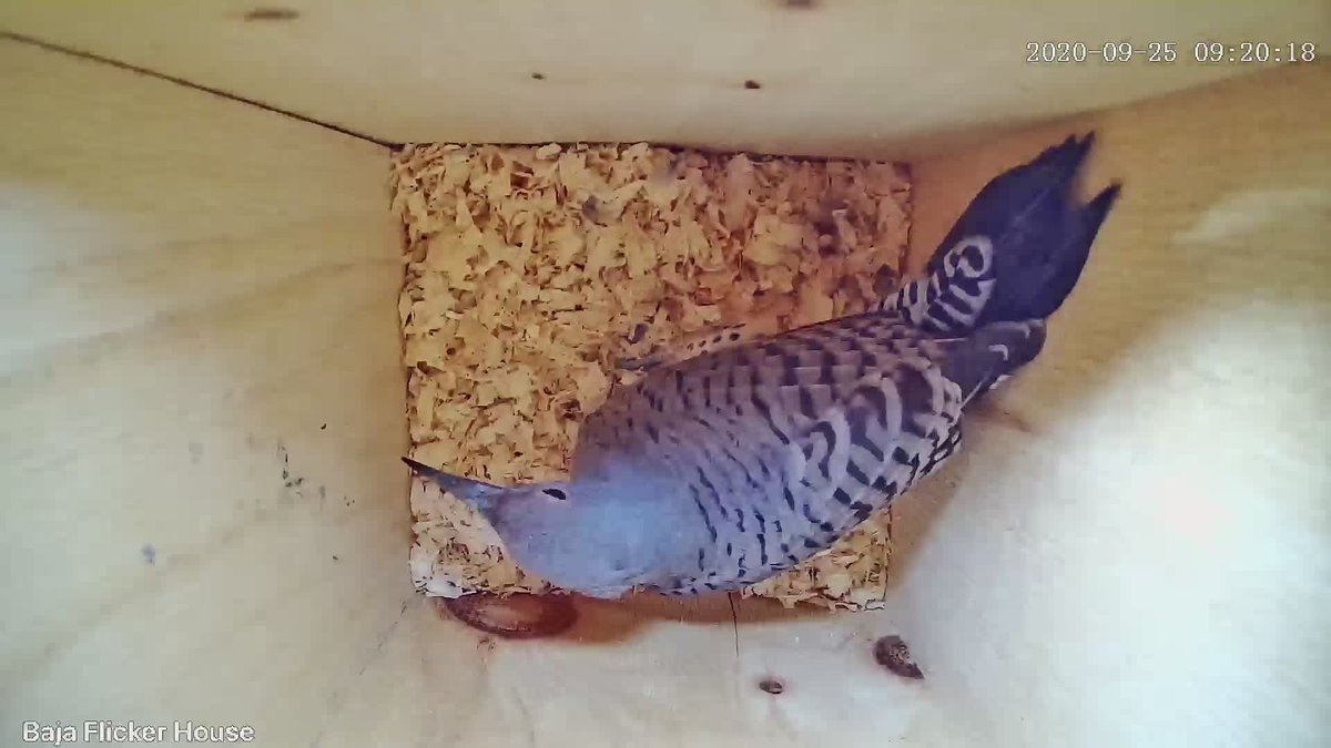 The drama intensifies! Just moments after I saw Red Mustache No Crescent drumming on a neighbor& #39;s chimney, another flicker showed up at the nest box.It& #39;s the third flicker - No Mustache No Crescent! A female red-shafted?