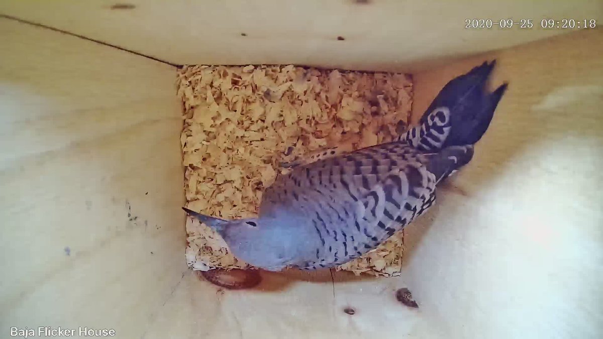 The drama intensifies! Just moments after I saw Red Mustache No Crescent drumming on a neighbor's chimney, another flicker showed up at the nest box.It's the third flicker - No Mustache No Crescent! A female red-shafted?