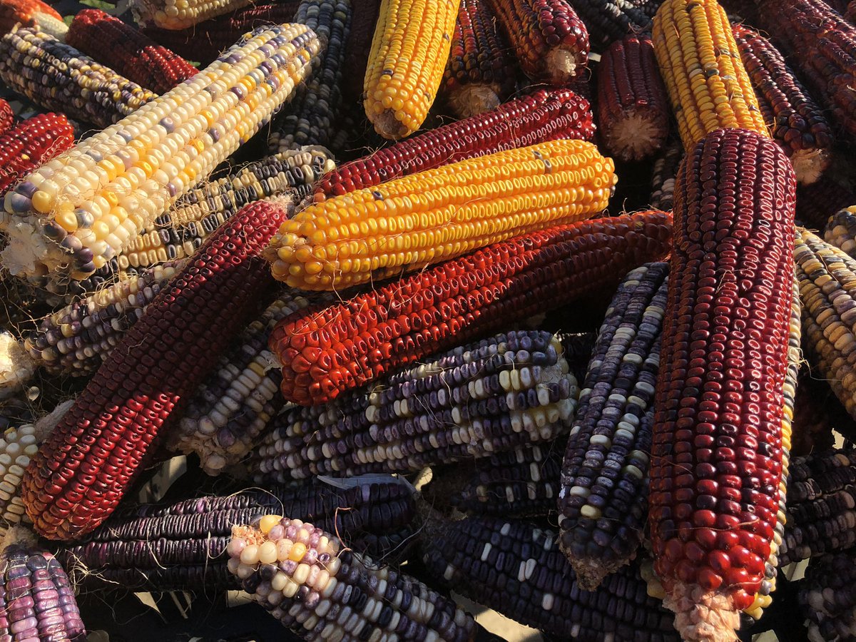This year at #FSR20 the Agronomic Crops team planted several corn varieties from the past 150 years! If you are curious about these beautiful ears and how they fit into the history of ag, here’s a little video: youtu.be/VLatT_Ei1GA.