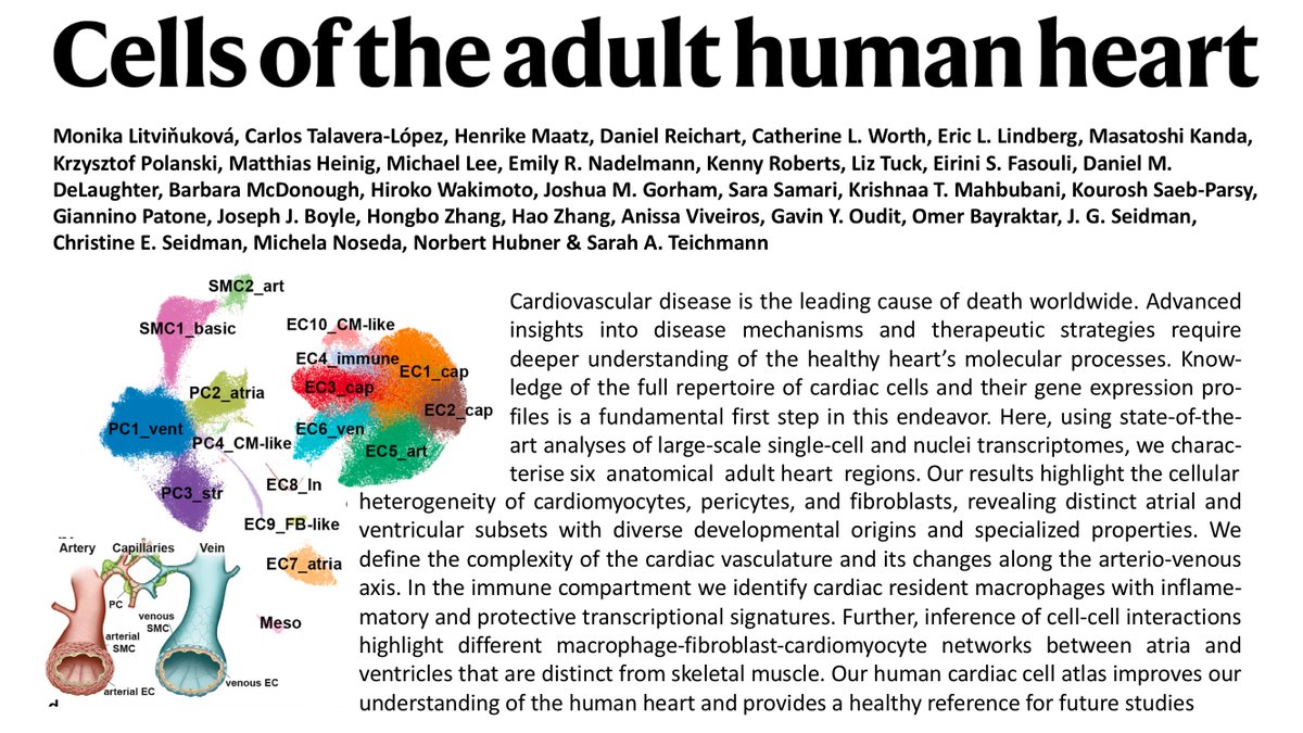sc/snRNAseq atlas of cells in the human heart published in <a href="/nature/">nature</a> (nature.com/articles/s4158…). Not much news from the vascular perspective (likely underrepresentation as in most whole organ analyses), but undoubtedly great resource. Time to move scRNAseq beyond mapping.