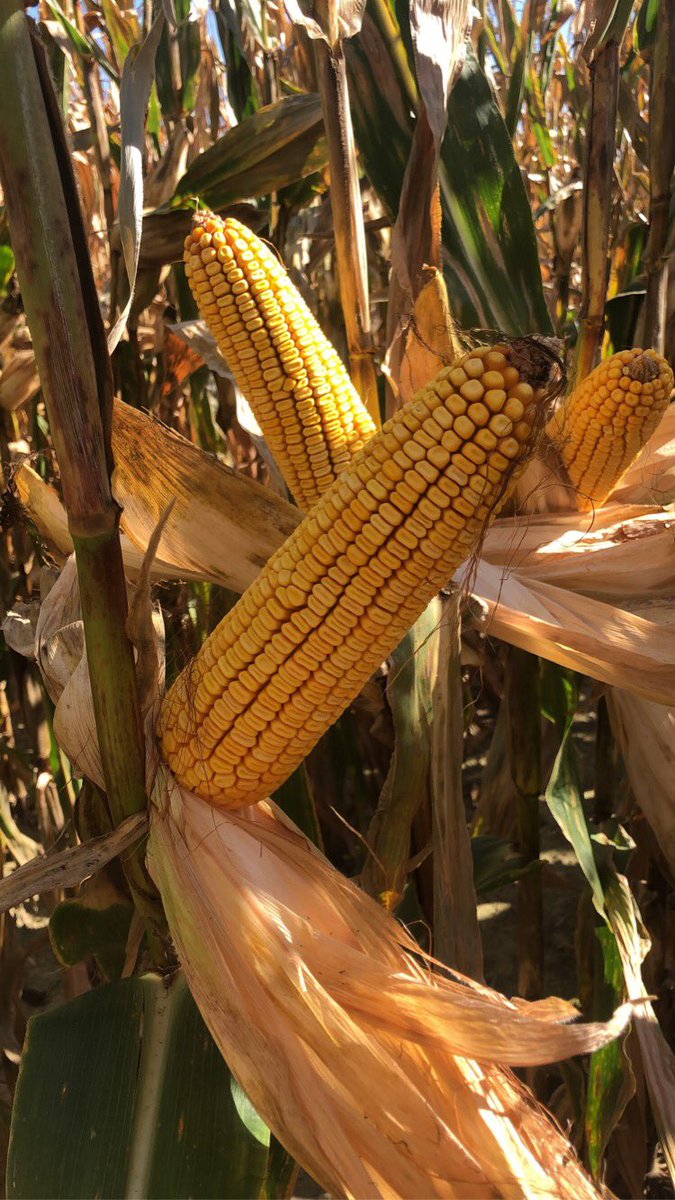 CBowlingAg's tweet photo. “You could put a string on it” when it comes to the consistency of ear height being shown by the NEW genetics of @GldnHarvest G10D21-3330. Pairing this with superior agronomics of root and stalk strength, plant health that’s 2nd to none makes it ideal for higher population push’s https://t.co/ce7MwBO67X