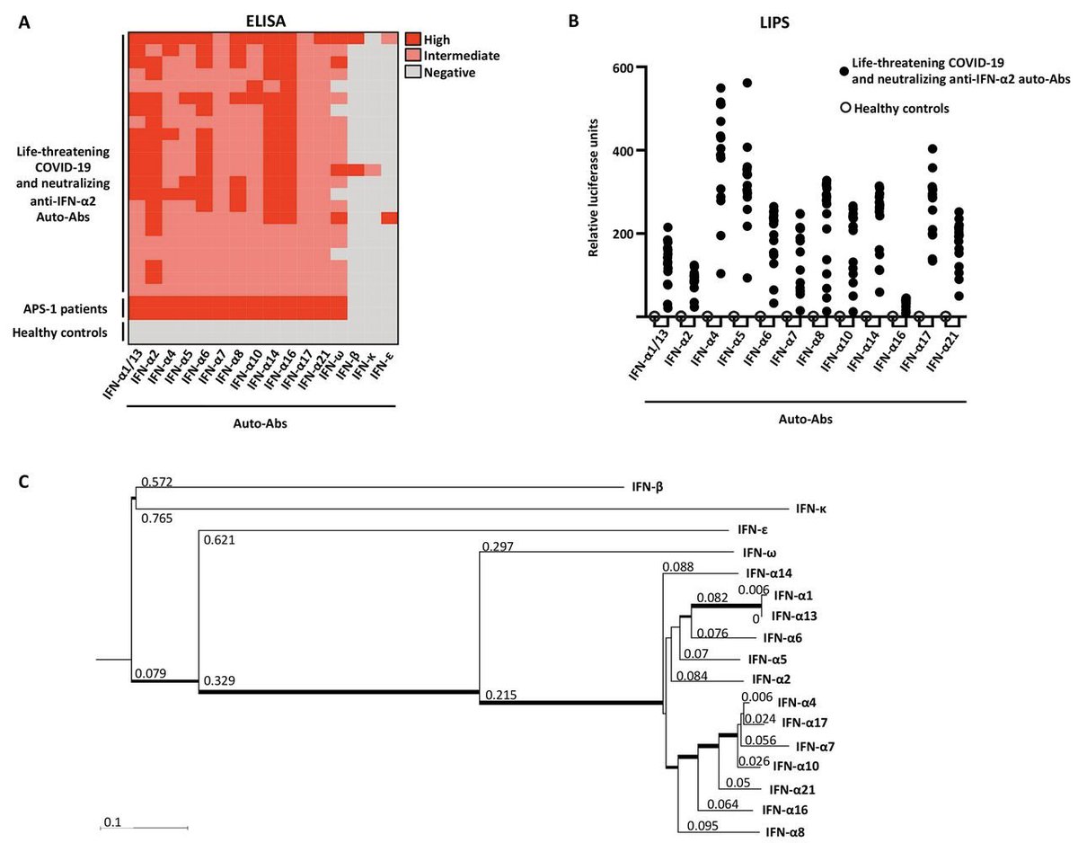 The data shows that patients with these autoantibodies were increased, in some cases to levels comparable to patients with the autoimmune disease APS-1.