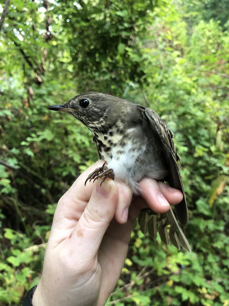 and a gray-cheeked/Bicknell's thrush! (these species are extremely difficult to separate, and especially when you're banding at the southern end of the breeding range for Bicknell's during migration)