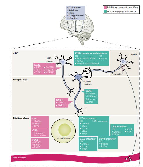 Philippa Melamed and colleagues discuss the ways in which adult reproductive function can be shaped by childhood events and examine the evidence for the #epigenetic regulation of key regulatory genes that govern the central control of #reproduction (£) go.nature.com/2Z4eW5S