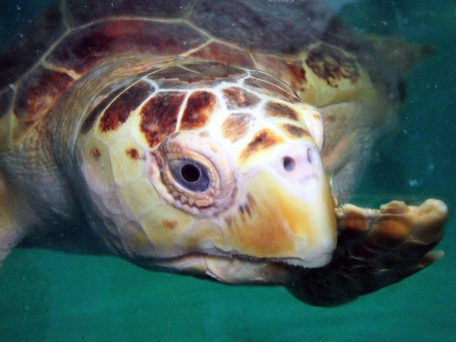 MJ is ready for her close up! 

For #FlashbackFriday, we wanted to reshare this photo snapped upon MJ's arrival to our aquarium back in 2013. 

Do you have any photos of MJ you would like to share? 📸 We would love to see them! Post them in the comments below!