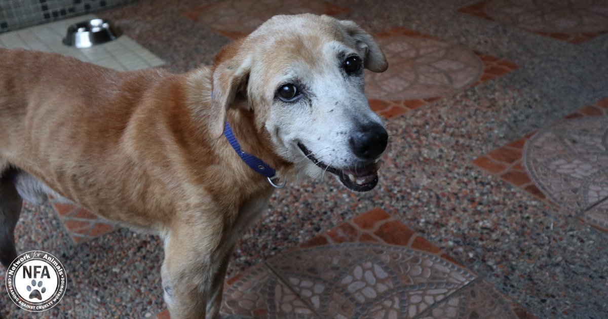 Network4Animals's tweet photo. When Coby was hit by the car, he was all skin and bones wandering the streets. His case is not a singular one. Since COVID-19 has hit the Philippines, street animals have been suffering the most! Give us a hand and let’s change their fate. https://t.co/wT2o15uViB
#animalshelp https://t.co/9drrLrCcqW