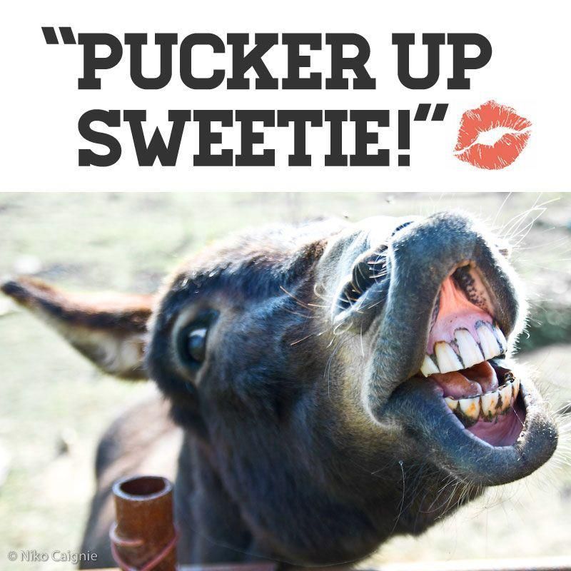 drloev's tweet image. Kissing a donkey was thought to be a toothache cure during ancient times, pucker-up. #drloev #factoidfriday #weirdbuttrue #allsmiles