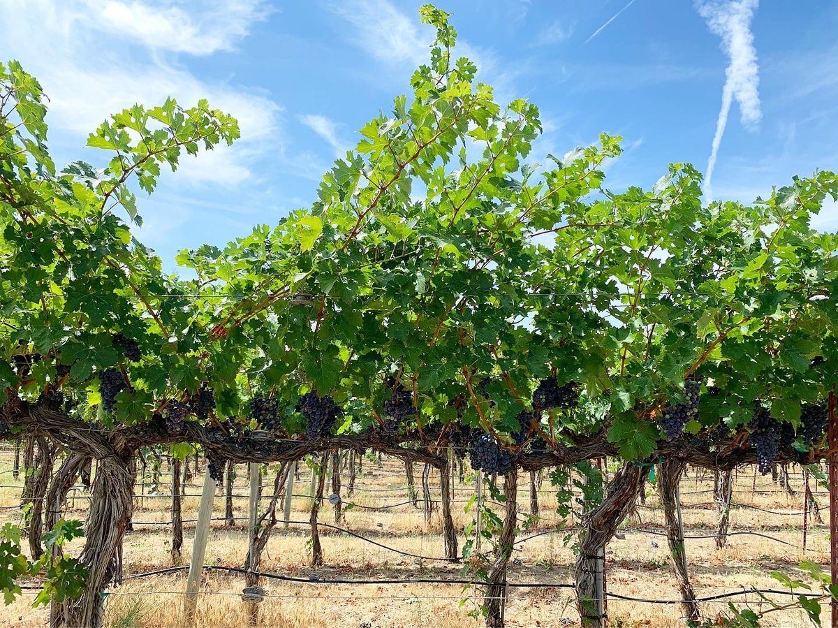Jake Whittenberg (@jwhittenbergk5) on Twitter photo JUST IN: Candy Mountain Washington - in the tri-cities - is now the 16th AVA in WA state. A 'small but mighty' place to grow grapes for #wine! 🍷
Full AVA WA map: washingtonwine.org/trade/document…
(pics via Kevin Pogue and <a href="/Wa_State_Wine/">Washington Wine</a>) JUST IN: Candy Mountain Washington - in the tri-cities - is now the 16th AVA in WA state. A 'small but mighty' place to grow grapes for #wine! 🍷
Full AVA WA map: washingtonwine.org/trade/document…
(pics via Kevin Pogue and <a href="/Wa_State_Wine/">Washington Wine</a>)