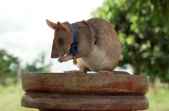 Giant rat wins animal hero award for sniffing out landmines bit.ly/2S5fBzD