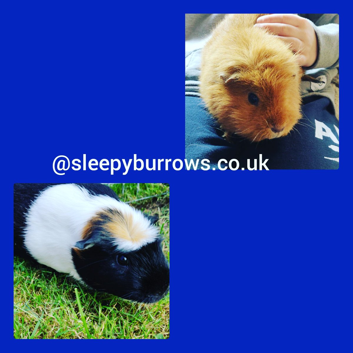 What a difference 2 days can make to the weather. Only 2 days ago Lucy & Nev were enjoying plenty of outdoor exercise . Today has been raining and really windy so both have enjoyed cuddles indoors #petsitter #smallpetboarding #guineapigboarding #essex #London #SmallBusiness