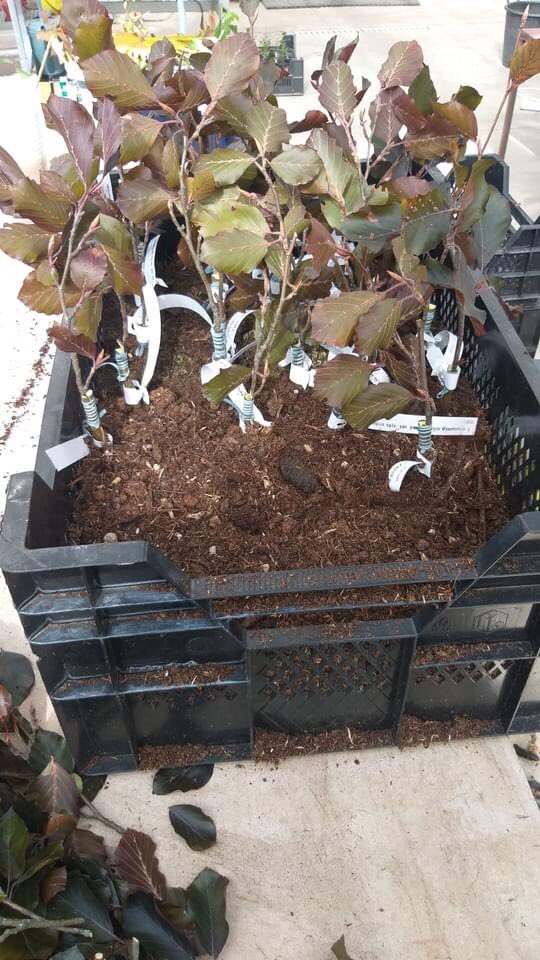 Onlangs werd de dikste bruine beuk van België geënt, bij kasteel Ortegat in Waasmunster. Wil je weten waarom? Lees meer over wat wij doen voor erfgoedbomen in nood op oost-vlaanderen.be/erfgoedbomen #erggoedinerfgoed #bomen #houtigerfgoed <a href="/oost_vlaanderen/">Provincie Oost-Vlaanderen</a>