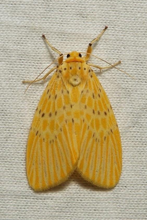 MOTHICA 💀🌹⏳ tweet media