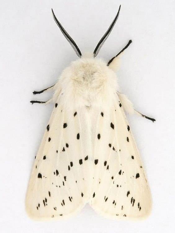 MOTHICA 💀🌹⏳ tweet media