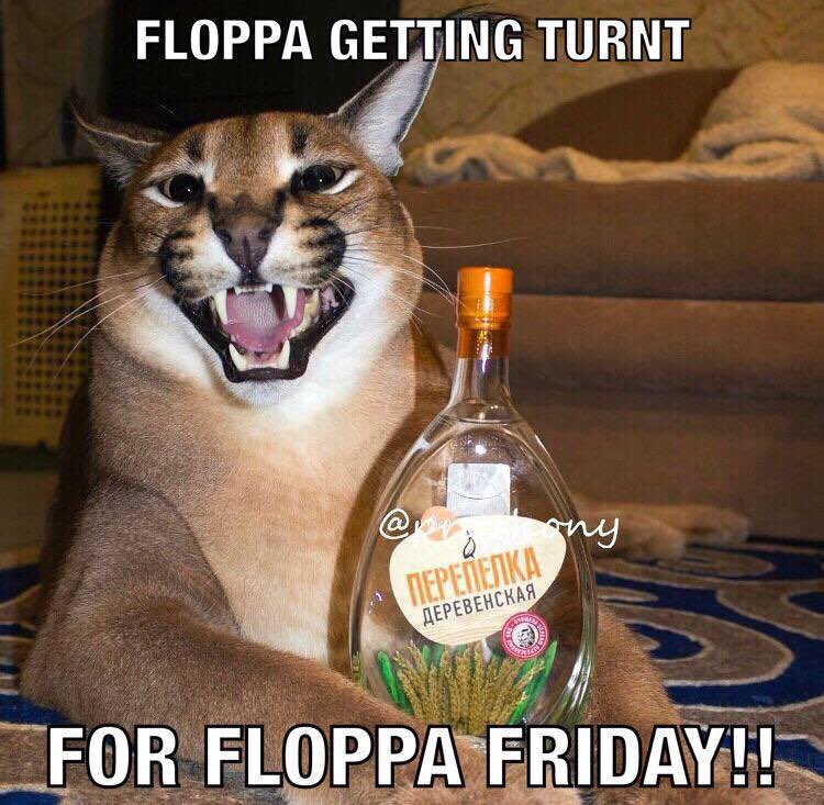 Floppa Gaming on X: Floppa friday Pog pls spam floppa memes to