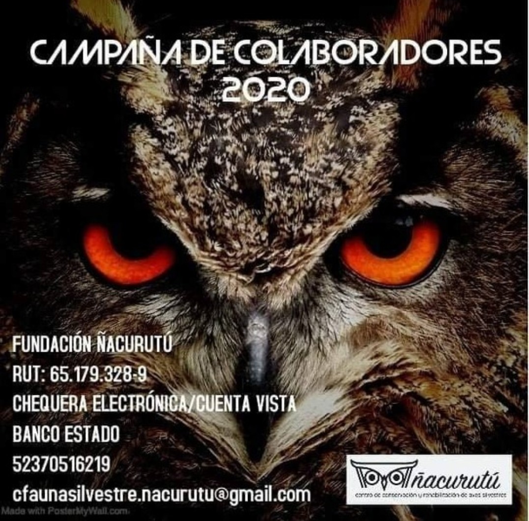 Chungungo 🦦🇨🇱 tweet media