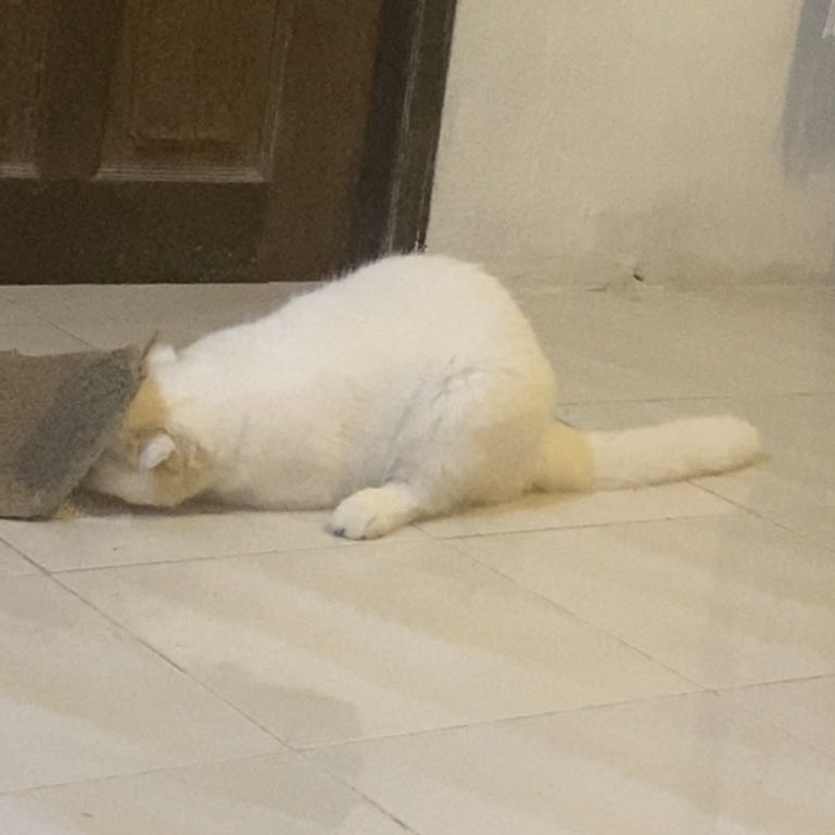 มันมีปัญหาอะไรกับผ้าเช็ดเท้า