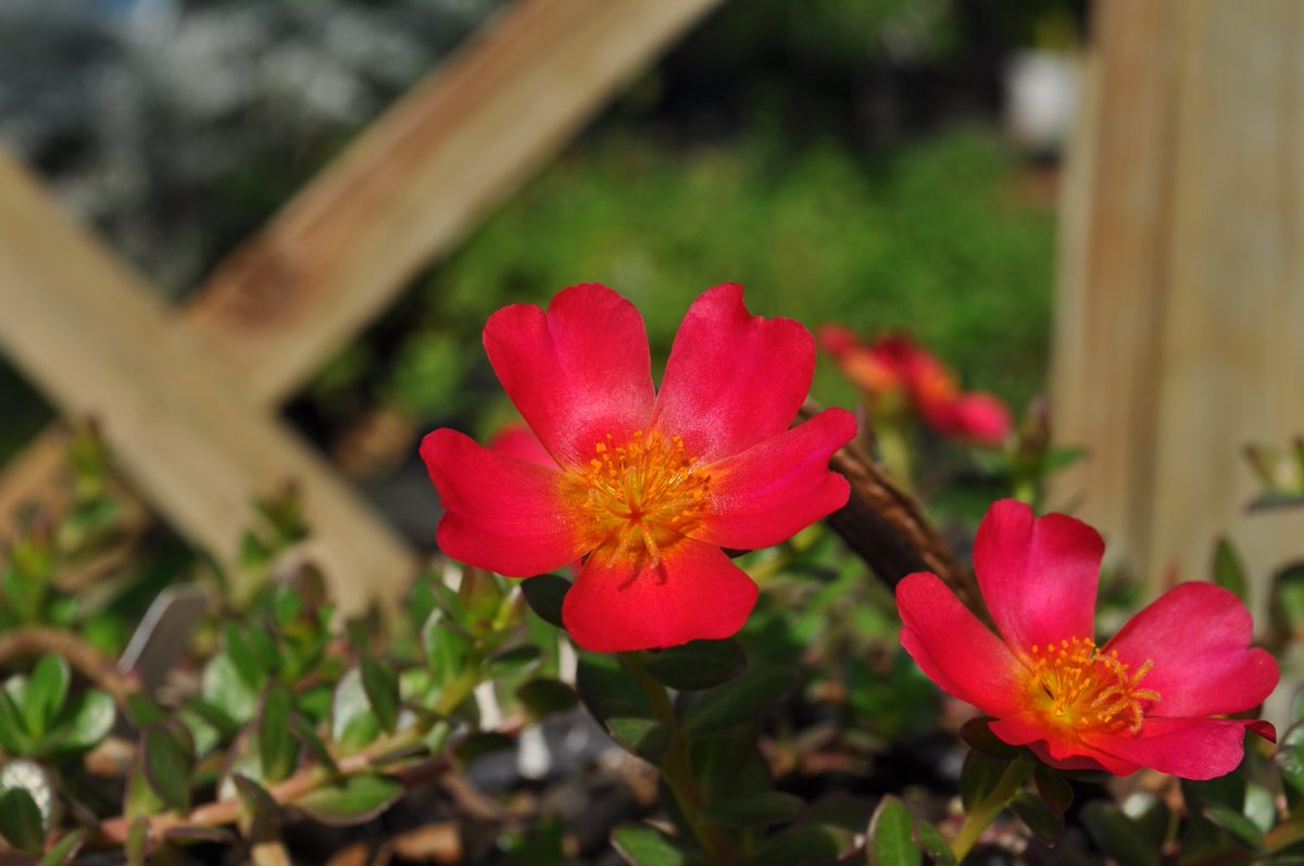 Now available in our plant shop!
#usf #gobulls #universityofsouthflorida #usfgardens #usfbotanicalgardens