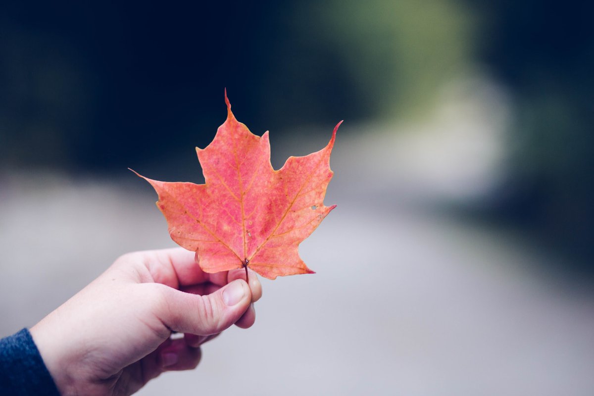 Fall color is starting to burst. According to our friends at @TravelWI, the color will hit its peak in late-October. Don't miss out on the beauty! https://t.co/ULd40YM9fE https://t.co/J7IsXtWohp