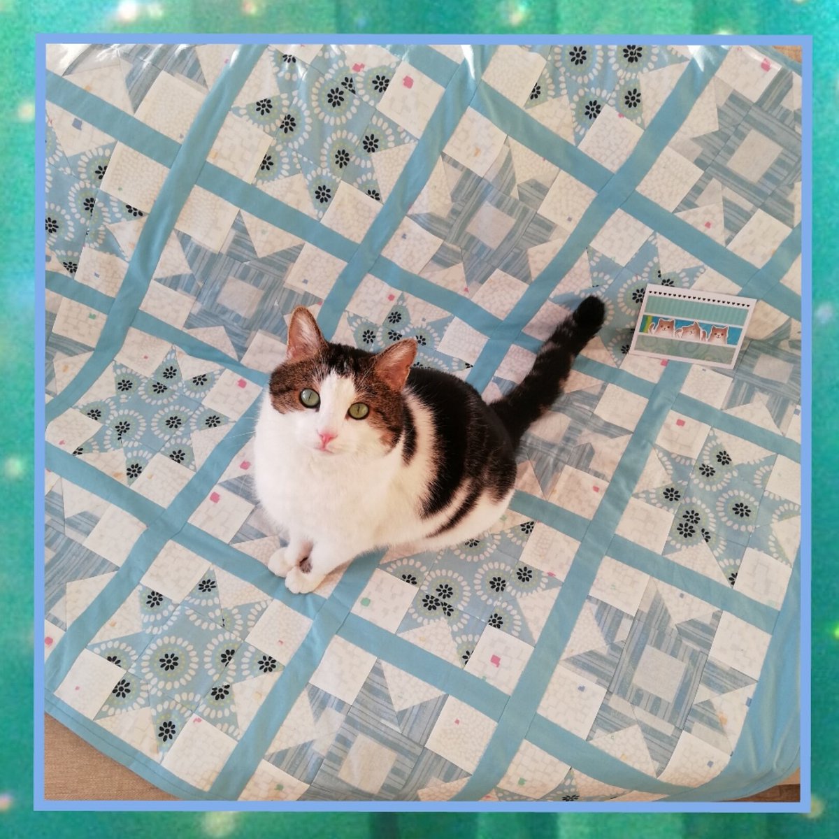 lottayogaa's tweet photo. Tomu and our new #naptime #quiltingblancket 💞 #cat #cats #rescuecat #catmama #furbaby #ilovemycat #catlover #adopt #kittymama #felinefriend https://t.co/pBfSIlX7yE