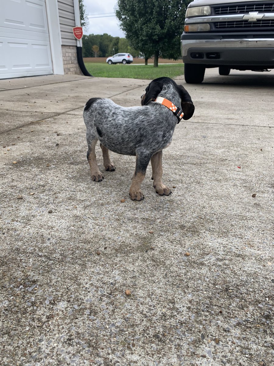 KingTut_23's tweet photo. I had the guy hold the male for me but got there and fell in love with the runt of the litter. She’s perfect! https://t.co/3XSCDgicEX