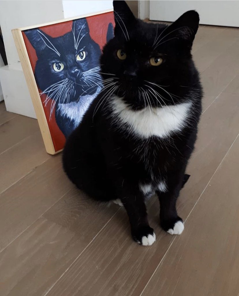 Happy third adoptaversary to Jonty 🎉 FIV+ boy Jonty continues to thrive in his loving #foreverhome 🖤