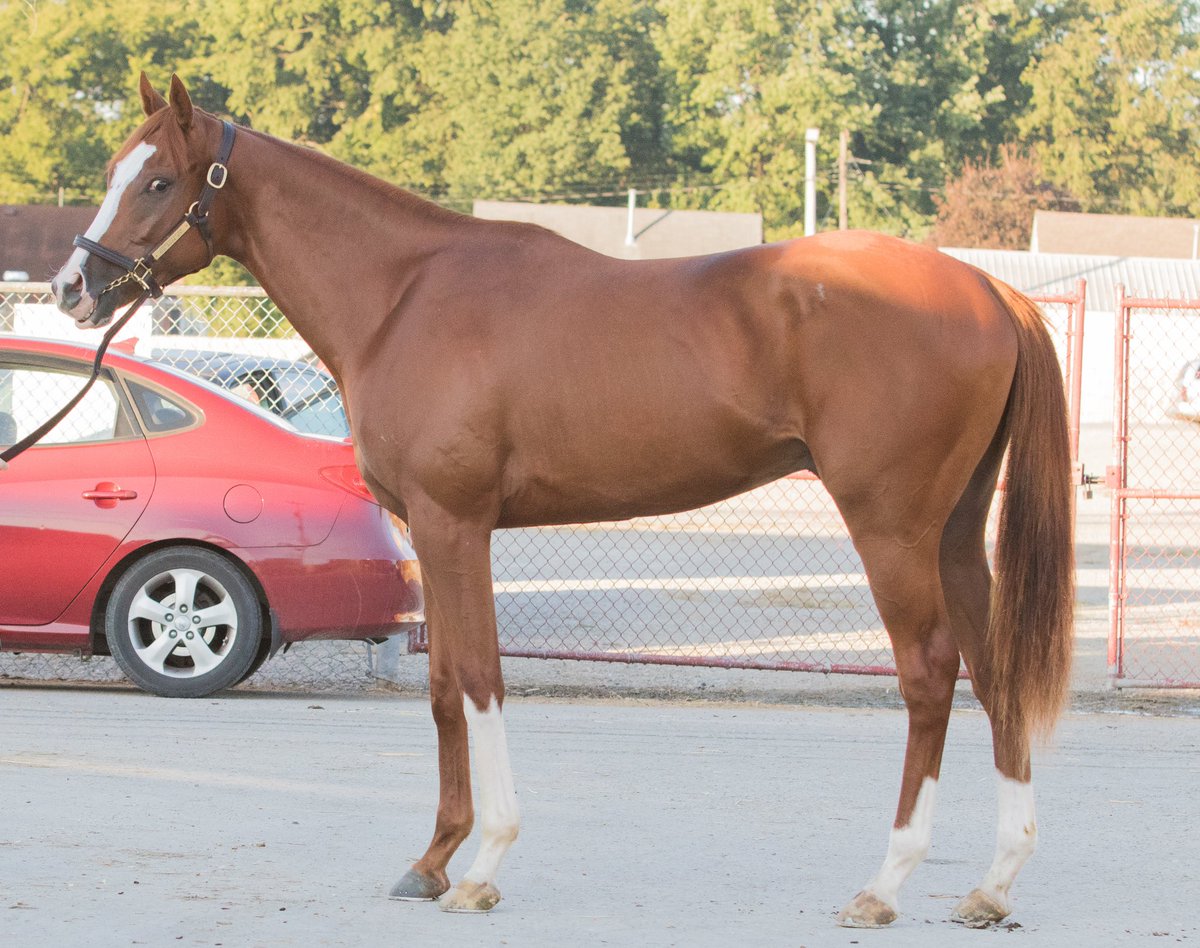Franklin Ave. Equine tweet media
