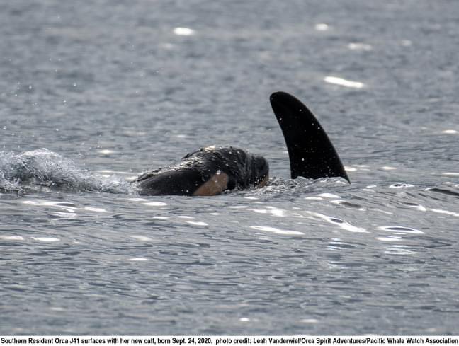 J41 gave birth yesterday! Welcome to the world J58 🤍
Pictures by Talia Goodyear &amp; Leah Vanderwiel