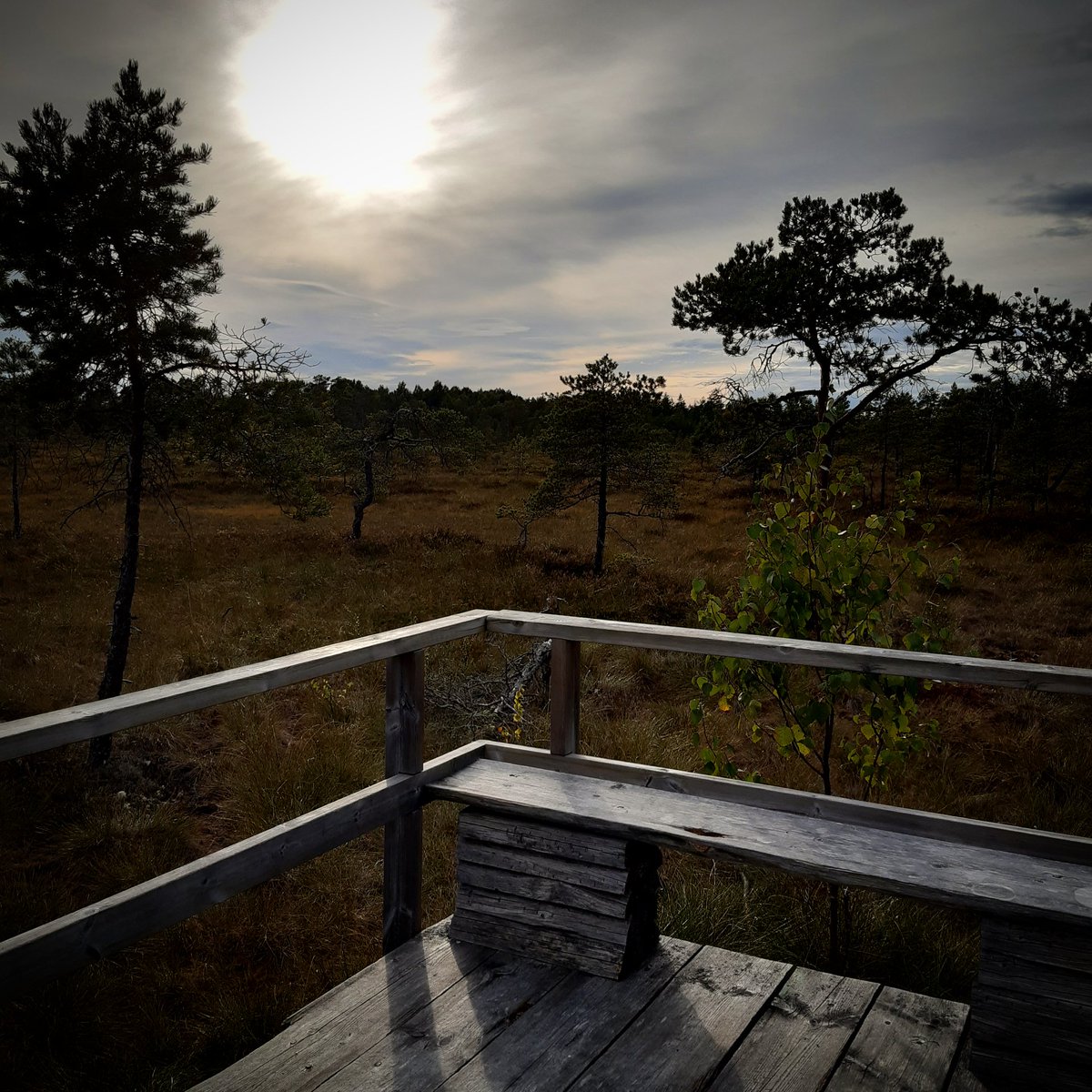 klaura_wild's tweet photo. Little throwback for the weekend.
Torronsuo national park
#torronsuo #torronsuonkansallispuisto #torronsuonationalpark #luonto #luontokuvaus #retki #retkipaikka #kansallispuisto #nationalpark #yleluonto #tammela #visittammela #auriko #sun #suo #suoluonto #suolla #suomi #finland https://t.co/gwC9jD7ghS