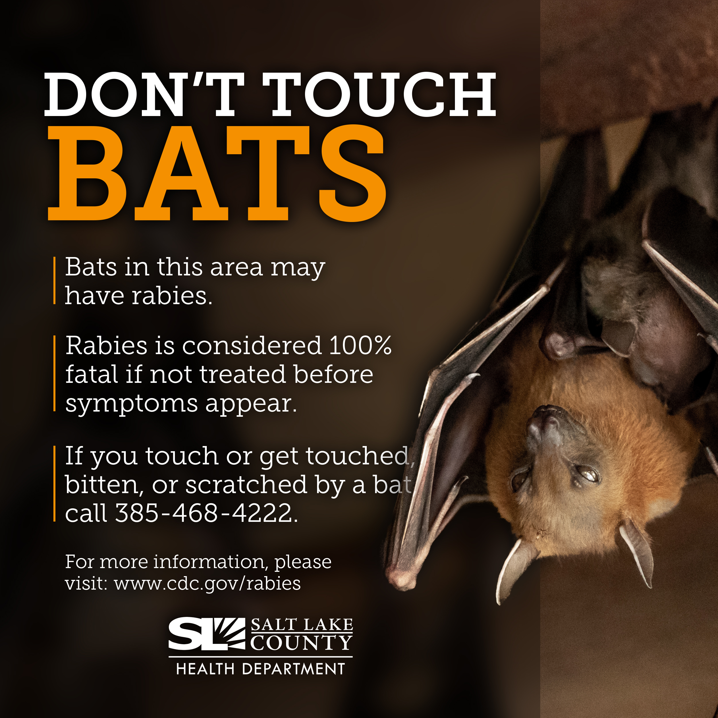 Portavoz contrabando diluido Salt Lake Health on Twitter: "Rabies has recently been detected in bat  populations in #SLCo. If you see a bat, do NOT touch it! If you've  interacted with one in any way,