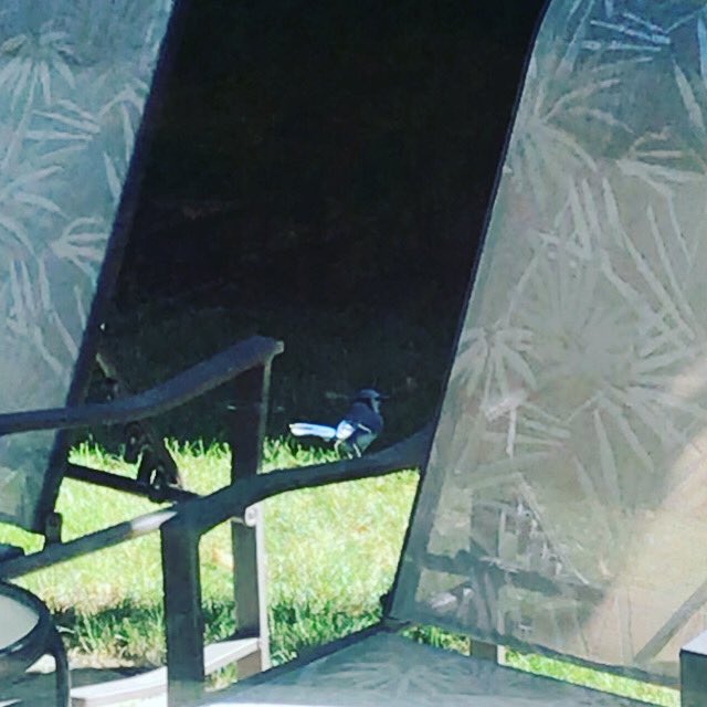 The last 3 days this blue jay keeps visiting and hanging out. I guess it’s trying to tell me something. Let’s go BlueJays!!! Proud of the boys for making the playoffs!!! What a young and exciting team to watch .. The future is bright. <a href="/bluejays/">Toronto Blue Jays</a> #letsgobluejays #baseballfamily