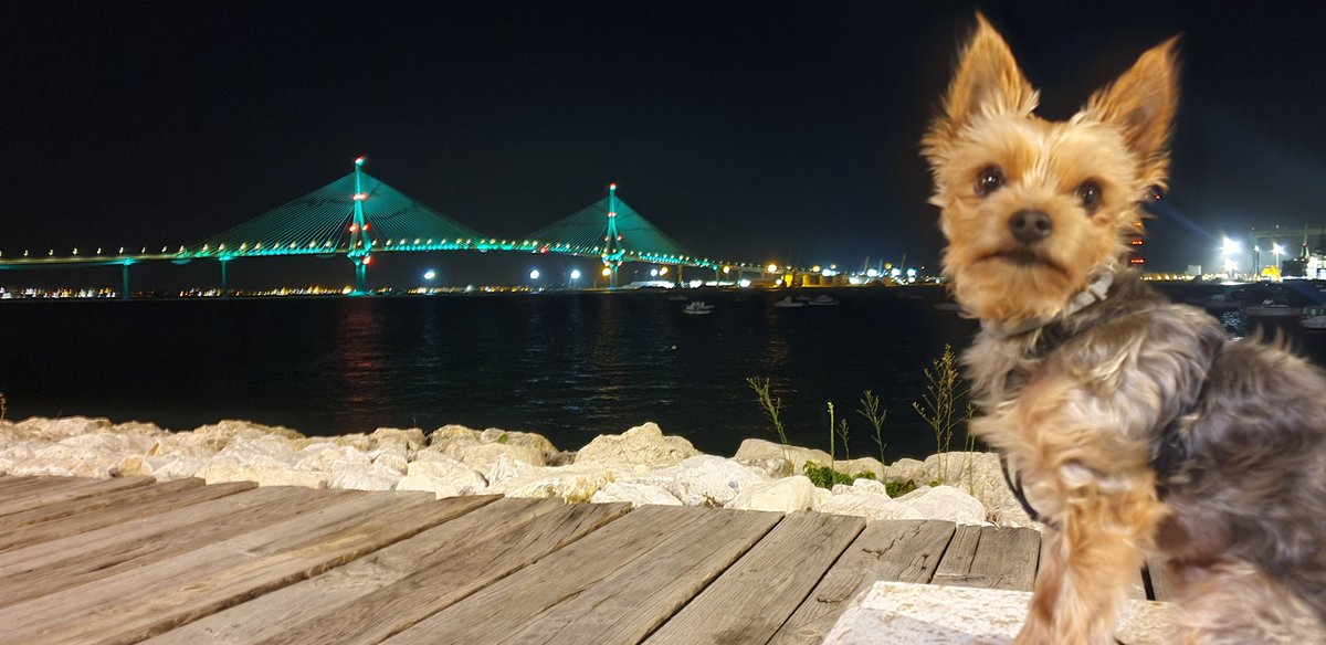 Cristinags85's tweet photo. Pasear así no tiene precio...😍🐾🐶
#Cádiz #Mar #Bahía #Relajación #cadizcapital #puentedelaconstitucion #Mijita #Enamorada #MiModelo https://t.co/lOcHIQoyOw