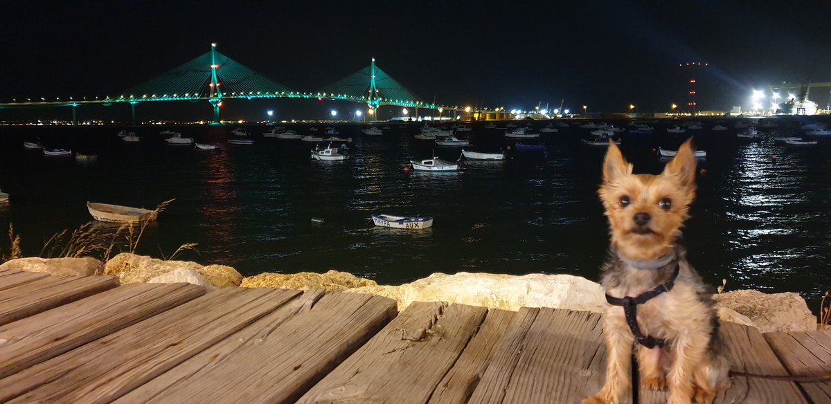 Cristinags85's tweet photo. Pasear así no tiene precio...😍🐾🐶
#Cádiz #Mar #Bahía #Relajación #cadizcapital #puentedelaconstitucion #Mijita #Enamorada #MiModelo https://t.co/lOcHIQoyOw