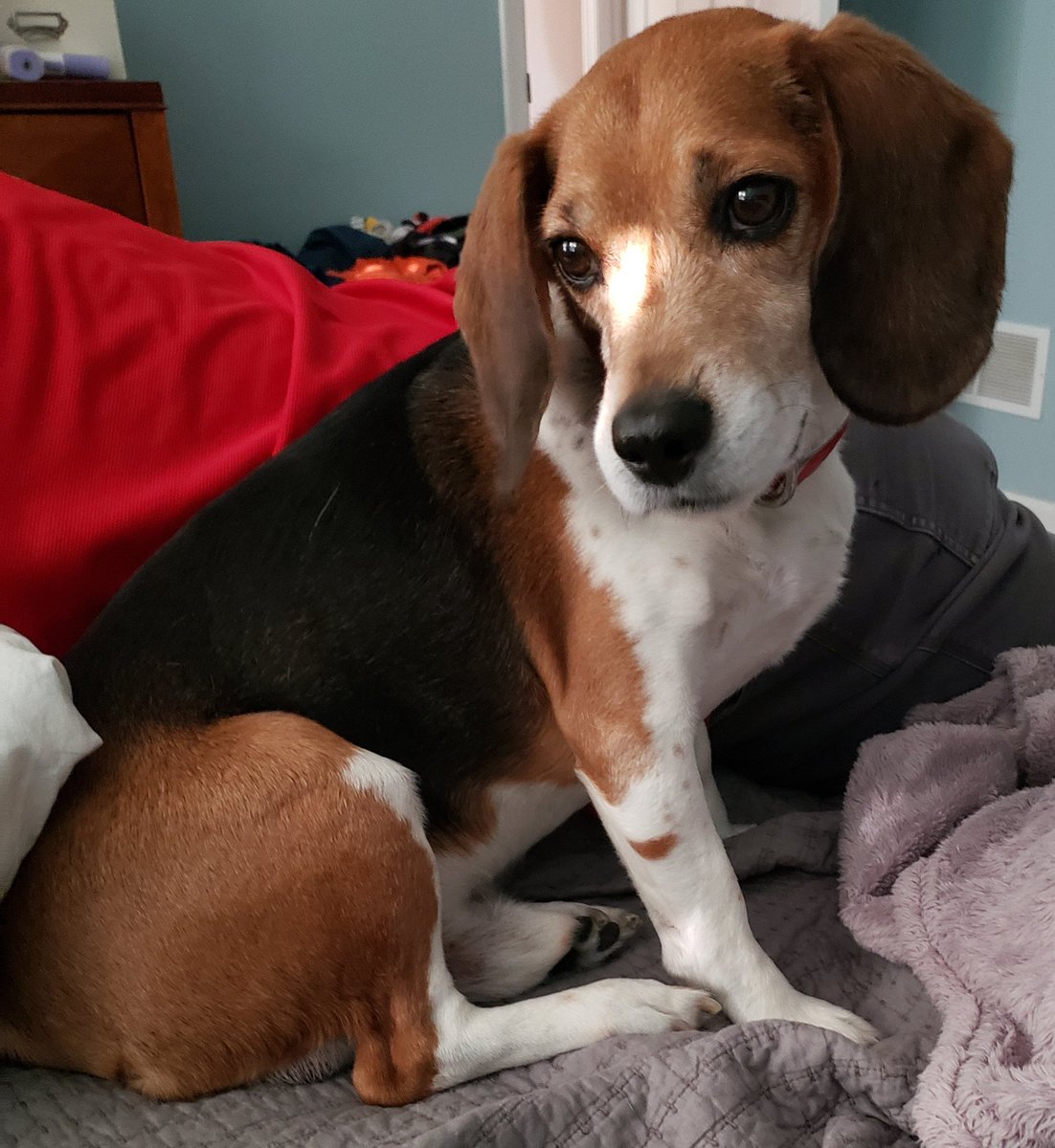 MOBeagleHouse's tweet photo. Mommy can I please have some more chips?
#beagle, #pleadingeyes, #angelface, #howdoyousayno https://t.co/FsZ686RjZe