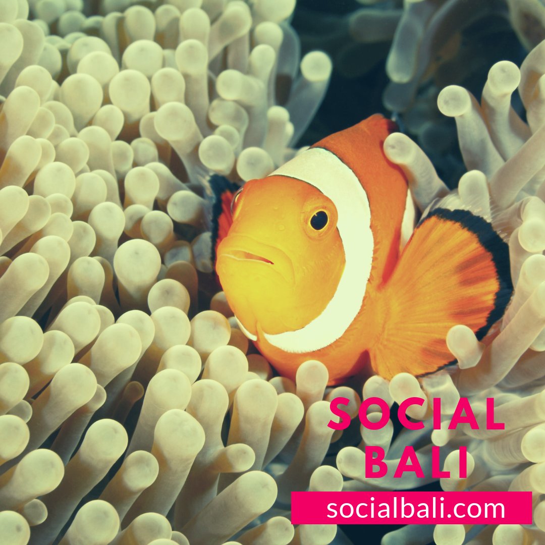 Social Bali offers win-win Social Media Management and Content Marketing, with clients ranging from start-ups to fashion brands, hotels and small business owners. Packages from 3JT🌺🌺🌺
⠀
 #attractionmarketing #socialmediamarketingtips