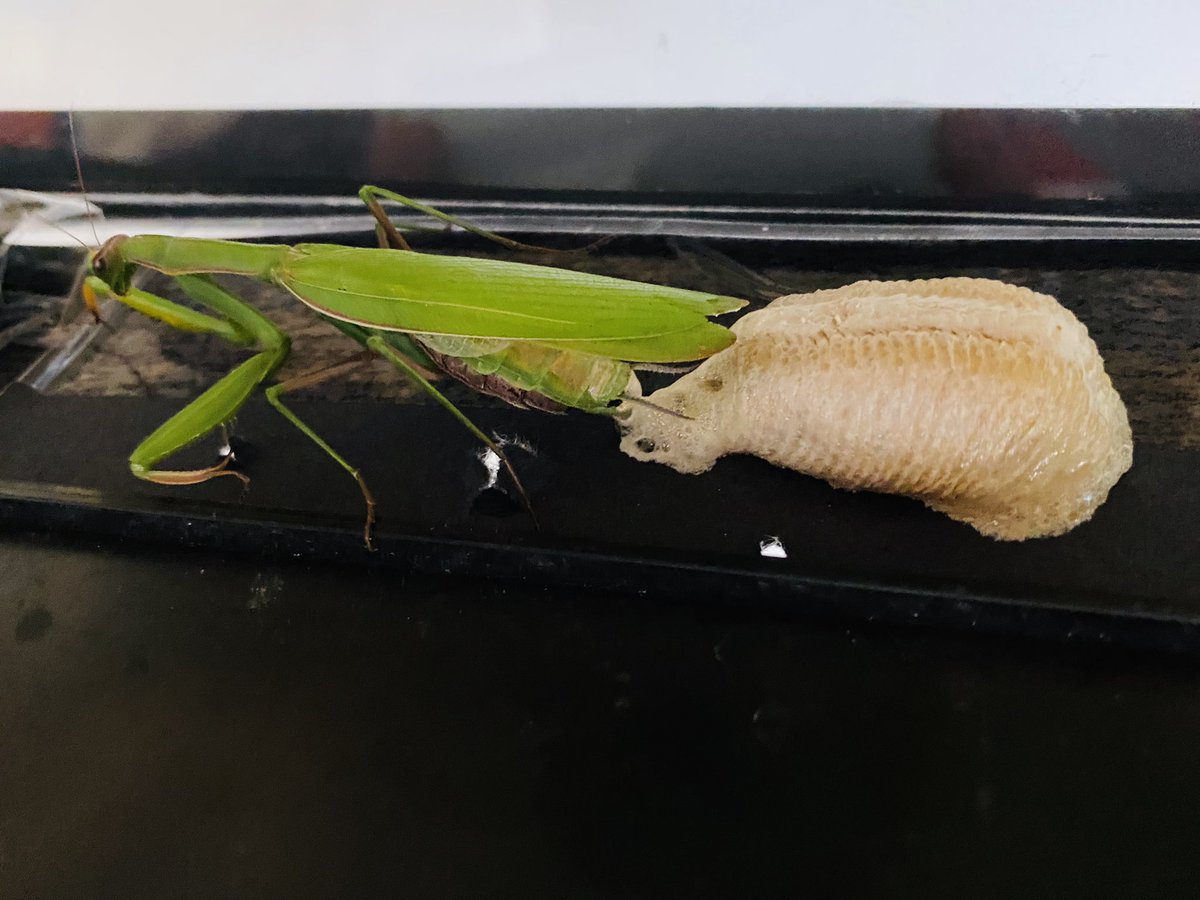 FDKSharonPS's tweet photo. Our class is CRAZY about bugs!! We’ve created a little habitat where students can observe &amp; document their findings.  Today was another exciting day. S1: “Look!  What’s happening to our praying mantis?”
#eggsack #studentledinquiry @SharonPublic @YRDSBEarlyYears @InspireOutside https://t.co/EKWl88fgKC