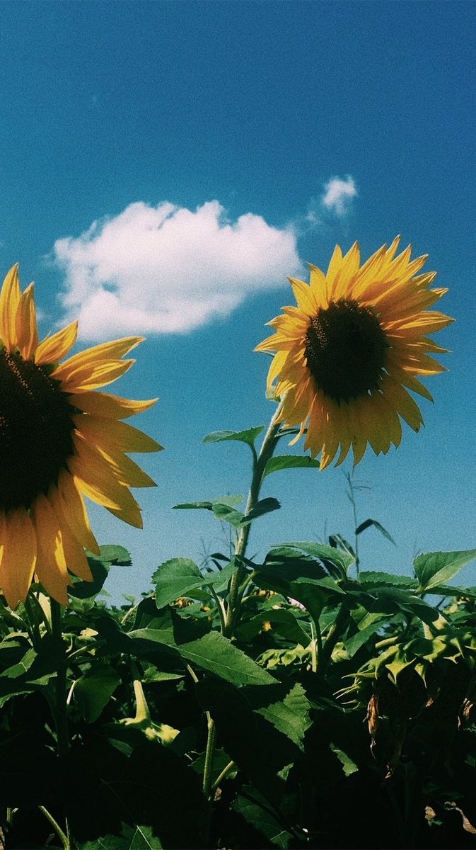 ᅠ
ᅠᅠ
ᅠᅠ
ᅠᅠ《 Hinata as a beautiful field of flowers 》
ᅠᅠᅠᅠᅠᅠᅠ a necessary thread –

ᅠᅠ