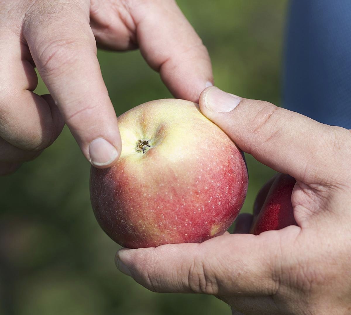 After about ten years, the little tree produced its first apple. He took a bite and exclaimed, "Well that's the best apple in the world!"Marked with gold and strawberry stripes, rather than deep red, he named it the Hawkeye Apple.