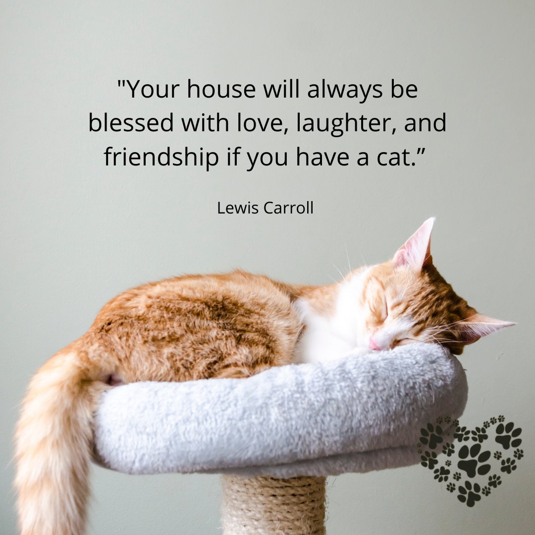 All Paws Rescue (all_paws_rescue) Twitter