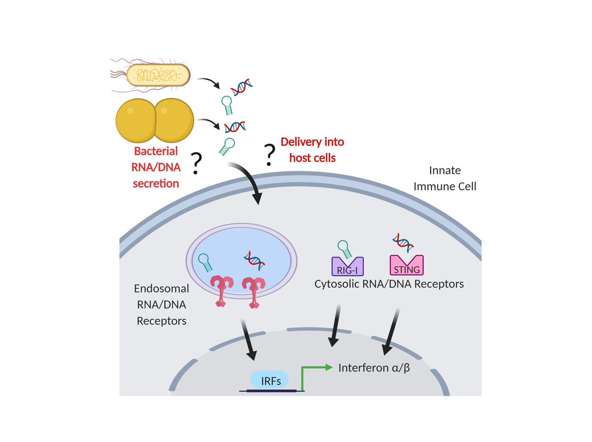 Excited to share my first pre-print & 1st author paper from my PhD work!

Here we asked: How are immunostimulatory #RNA & #DNA secreted by #bacteria & how are they delivered into host cells to modulate the immune response?

#LatinxInSTEM #AcademicTwitter #microbiology #phdchat