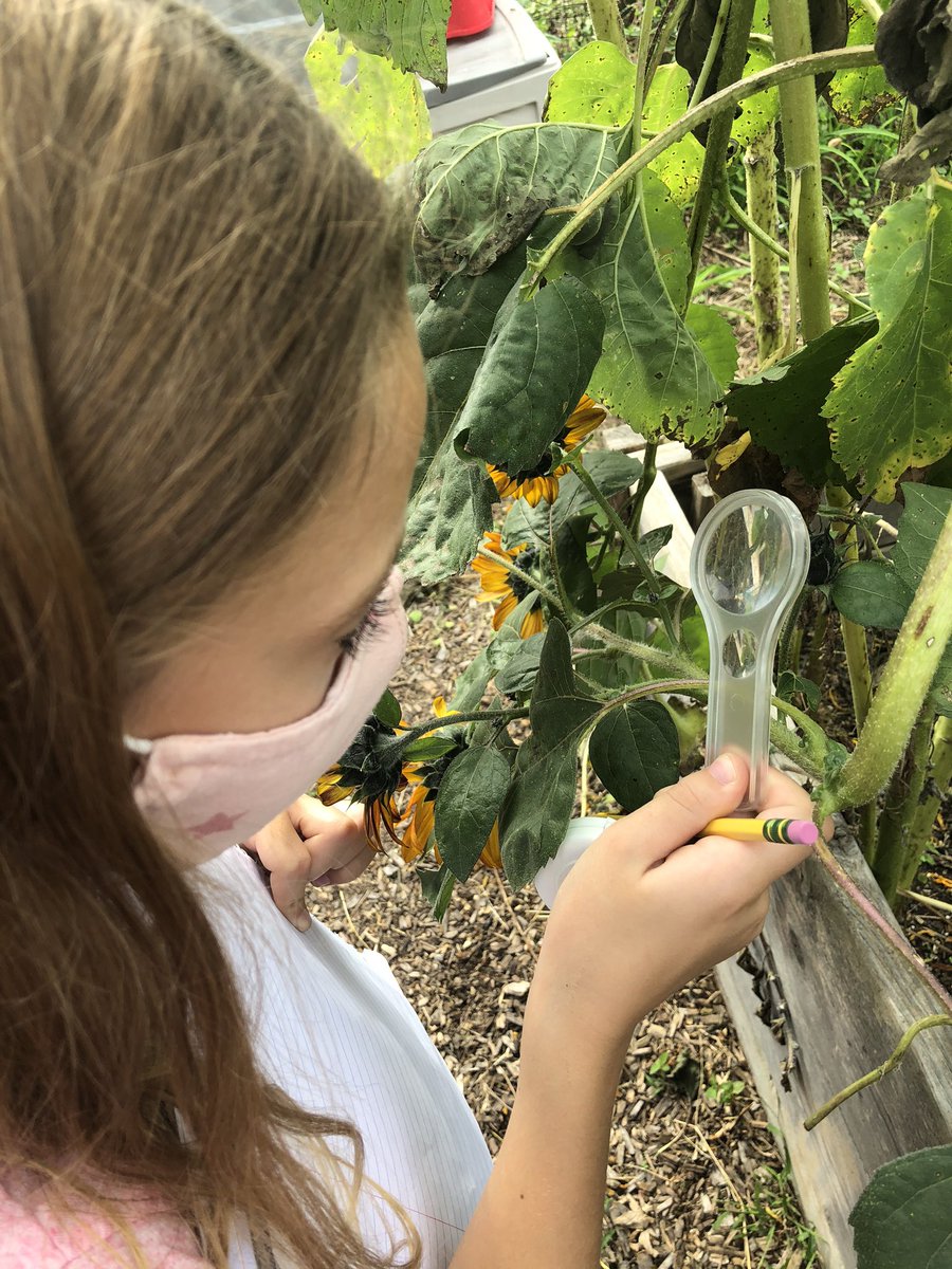 DrHydrogenHC's tweet photo. Studying structure and function through a garden lens 🔎 today in @4FS_HES @4Davis_ @Mrs_Maloney4 so many wonders to notice! @NGSSchat #authenticscience #inquirybased #outdoorlearning https://t.co/Uz87DqsPmk